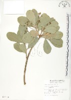 蘭嶼樹杞、蘭嶼紫金牛藏品圖，第1張