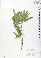 車桑子藏品圖，第1張