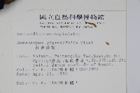 臺東漆樹藏品圖，第2張