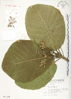 葛塔德木、欖仁舅藏品圖，第1張