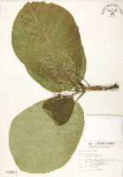 葛塔德木、欖仁舅藏品圖，第1張