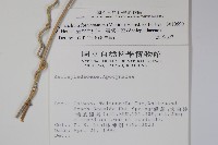 臺灣牛皮消、臺灣白薇藏品圖，第2張