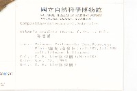 腺葉澤蘭藏品圖，第2張