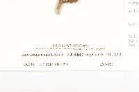 腺葉澤蘭藏品圖，第3張