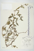 天蓬草舅藏品圖，第1張