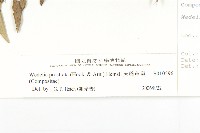 天蓬草舅藏品圖，第3張