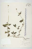 長柄菊藏品圖，第1張