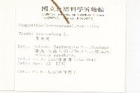 長柄菊藏品圖，第2張