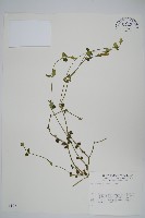 登錄號:S010602藏品圖，第1張