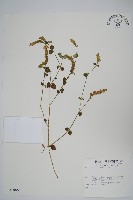 登錄號:S010604藏品圖，第1張