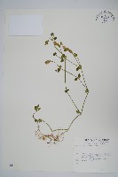 登錄號:S010605藏品圖，第1張