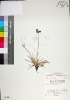 乾溝飄拂草藏品圖，第1張