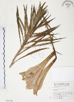 麝香百合藏品圖，第1張
