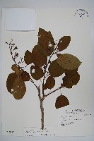 厚殼樹藏品圖，第1張