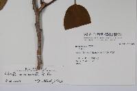 厚殼樹藏品圖，第2張