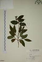大葉溲疏藏品圖，第1張