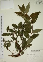 大葉溲疏藏品圖，第1張