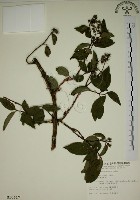 大葉溲疏藏品圖，第1張