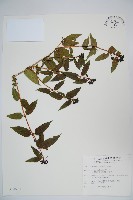 阿里山忍冬、漸尖葉忍冬藏品圖，第1張