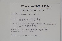 阿里山忍冬、漸尖葉忍冬藏品圖，第2張