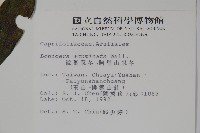 阿里山忍冬、漸尖葉忍冬藏品圖，第2張