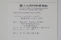 阿里山忍冬、漸尖葉忍冬藏品圖，第2張