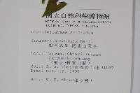 阿里山忍冬、漸尖葉忍冬藏品圖，第2張