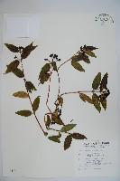 阿里山忍冬、漸尖葉忍冬藏品圖，第1張