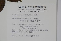 阿里山忍冬、漸尖葉忍冬藏品圖，第2張