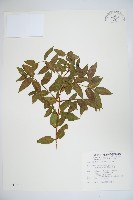 阿里山忍冬、漸尖葉忍冬藏品圖，第1張