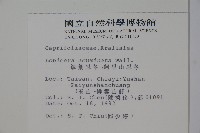 阿里山忍冬、漸尖葉忍冬藏品圖，第2張