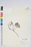 高山白珠樹藏品圖，第1張