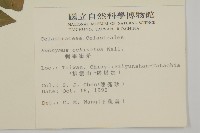 刺果衛矛藏品圖，第2張