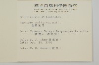 刺果衛矛藏品圖，第2張