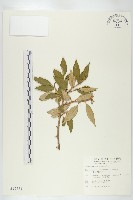 玉山胡頹子藏品圖，第1張