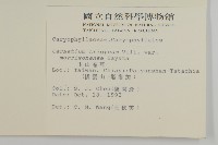 玉山卷耳藏品圖，第2張