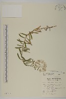 玉山抱莖籟簫藏品圖，第1張