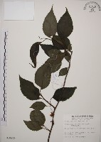 阿里山五味子藏品圖，第1張