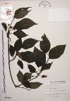 阿里山五味子藏品圖，第1張