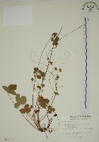 登錄號:S010657藏品圖，第1張