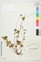登錄號:S010657藏品圖，第2張