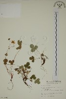 登錄號:S010658藏品圖，第1張