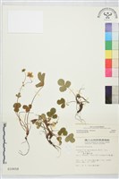 登錄號:S010658藏品圖，第2張