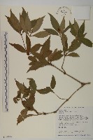 能高大山紫雲英藏品圖，第1張