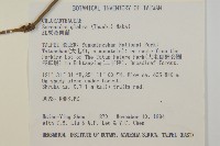 能高大山紫雲英藏品圖，第2張