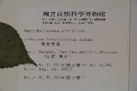 樺葉莢迷、玉山莢迷藏品圖，第2張