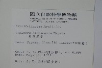 追分忍冬藏品圖，第2張
