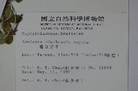 追分忍冬藏品圖，第2張