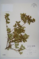 追分忍冬藏品圖，第1張