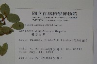 追分忍冬藏品圖，第2張